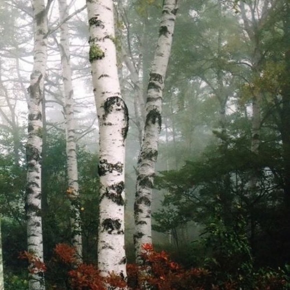 Meet your Posher, Grace - Picture 1 of 1